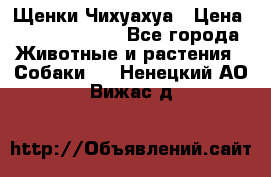 Щенки Чихуахуа › Цена ­ 12000-15000 - Все города Животные и растения » Собаки   . Ненецкий АО,Вижас д.